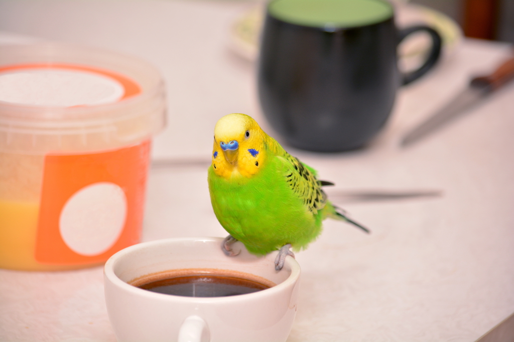 Welli sitzt auf einer Tasse mit Kaffee