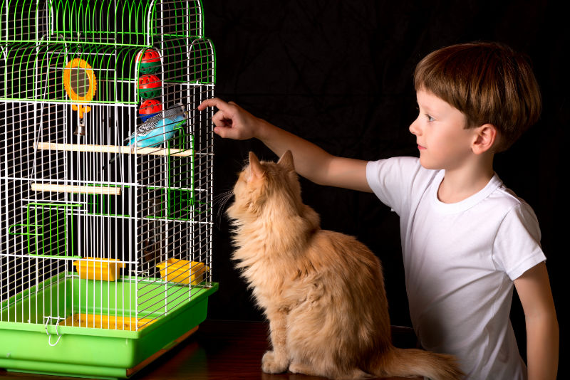 Kleiner Junge zeigt seiner Katze den Welli im Käfig